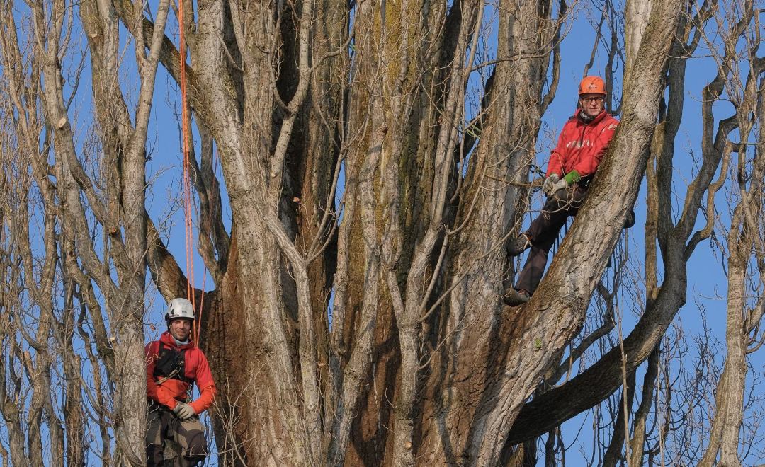Frank Hirtreiter und Fabio Wicki - Baumspezialisten